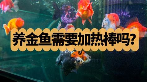 金魚水溫太高|養金魚需要加熱棒嗎？適合金魚的水溫是多少？溫度差。